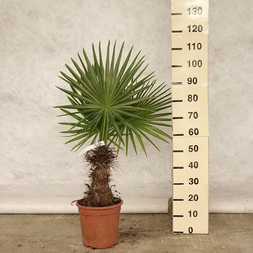 Esemplare di Trithrinax campestris - Palma caranday Vaso da 7,5L/10L consegnato in estate