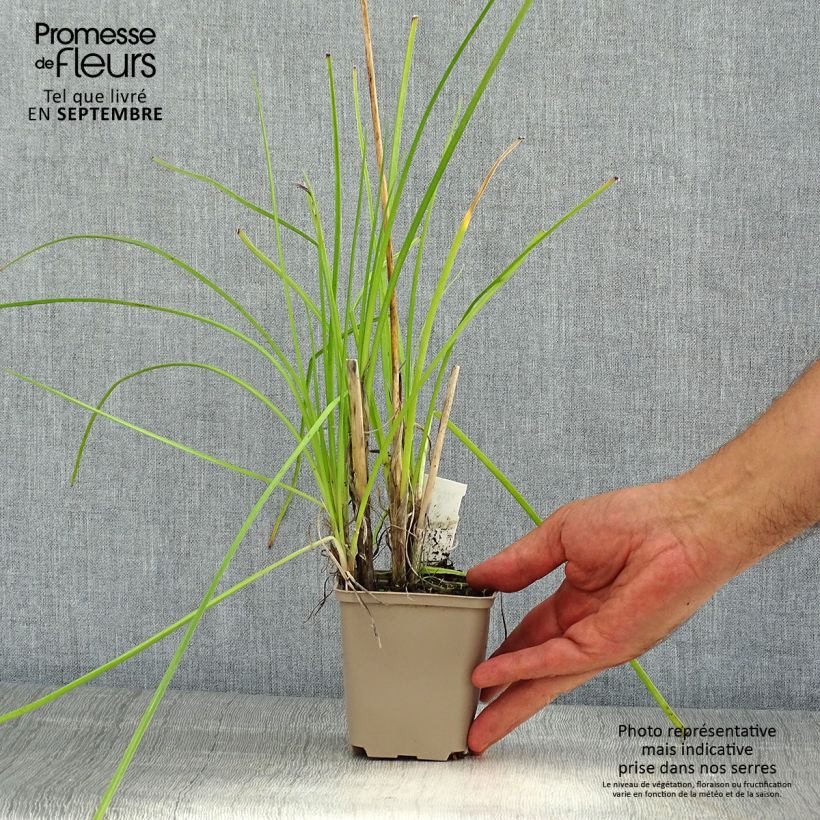 Esemplare di Kniphofia Banana Popsicle - Giglio della torcia Vasetto da 8/9 cm consegnato in estate