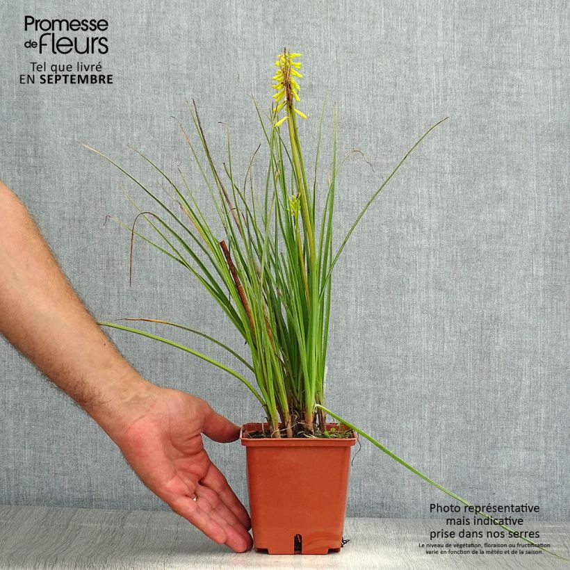 Esemplare di Kniphofia Lemon Popsicle - Giglio della torcia Vasetto da 8/9 cm consegnato in estate