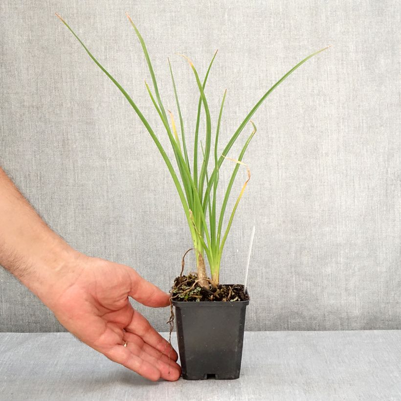 Esemplare di Kniphofia Mango Popsicle - Giglio della torcia Vasetto da 8/9 cm consegnato in estate
