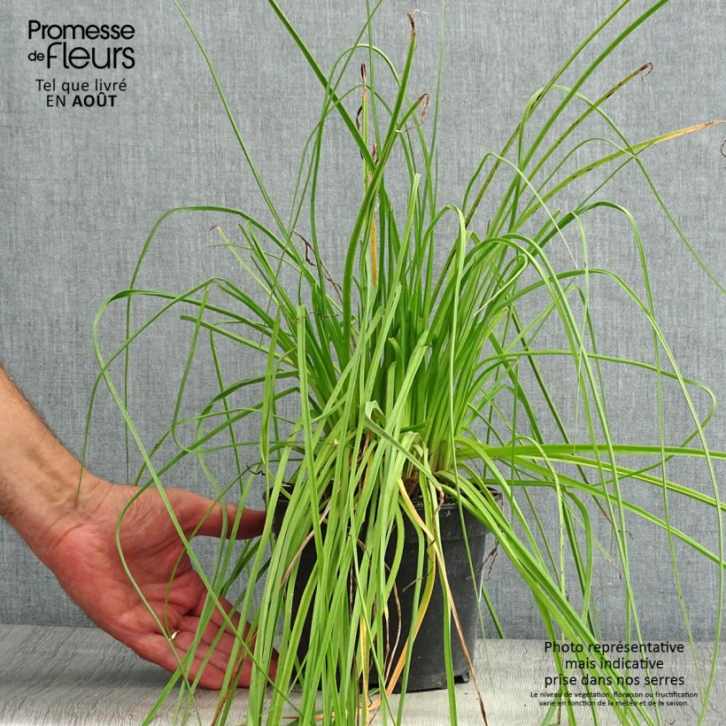 Esemplare di Kniphofia uvaria Nancy's Red - Giglio della torcia Vaso da 2L/3L consegnato in estate