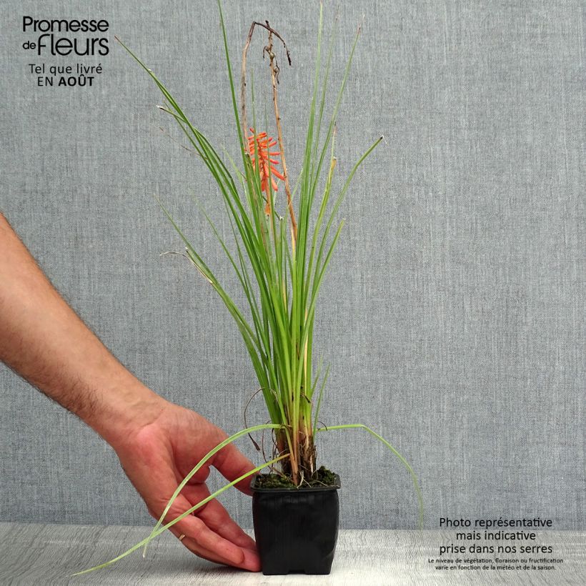 Esemplare di Kniphofia Papaya Popsicle - Giglio della torcia Vasetto da 8/9 cm consegnato in estate