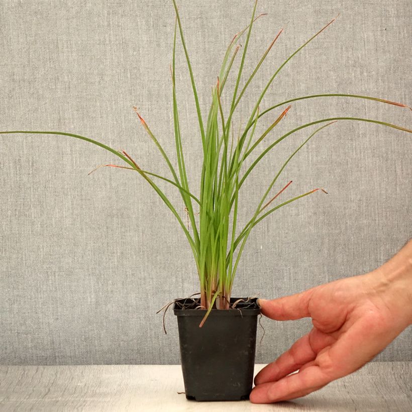 Esemplare di Kniphofia Pineapple Popsicle - Giglio della torcia Vasetto da 8/9 cm consegnato in estate