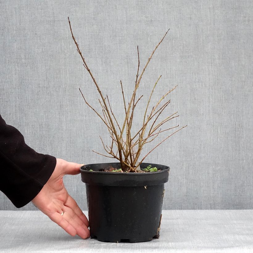 Ligustrum vulgare Lodense - Ligustro Vaso da 3L/4L esemplare consegnato in inverno