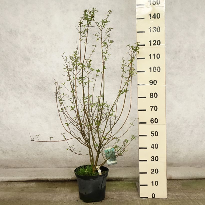 Esemplare di Ligustrum vulgare Atrovirens - Ligustro Vaso da 7,5L/10L consegnato in estate