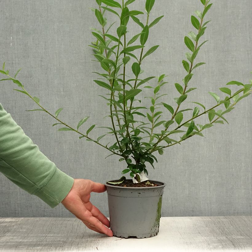 Esemplare di Ligustrum vulgare Atrovirens - Ligustro Piante piccole a radice nuda consegnato in estate