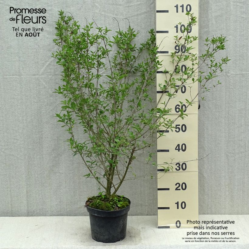 Esemplare di Ligustrum vulgare Atrovirens - Ligustro Vaso da 4L/5L consegnato in estate