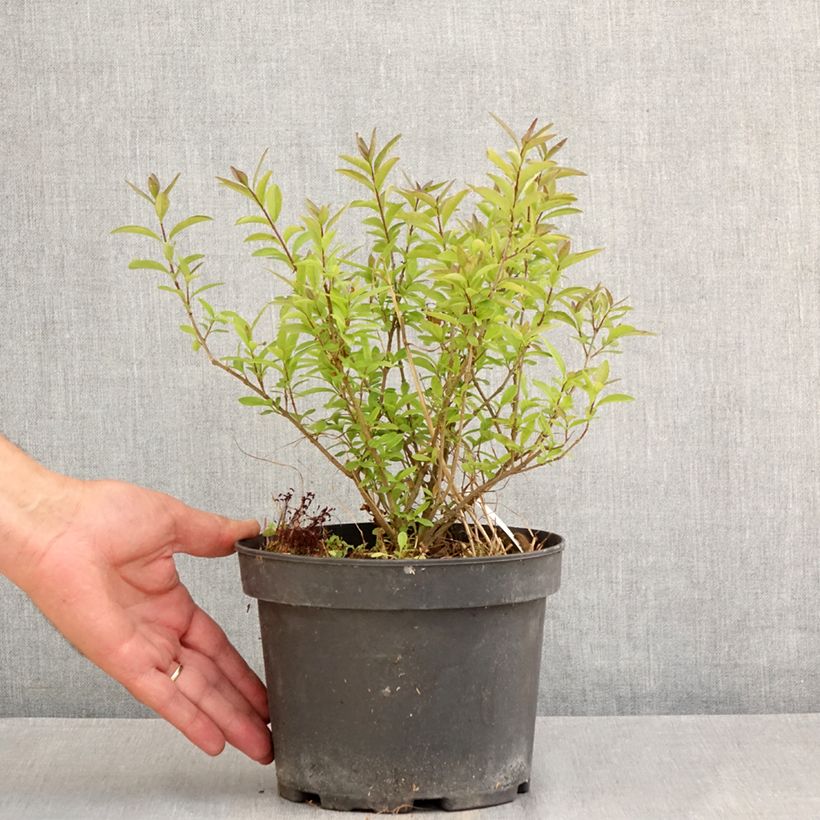 Esemplare di Ligustrum vulgare Lodense - Ligustro Vaso da 3L/4L consegnato in estate