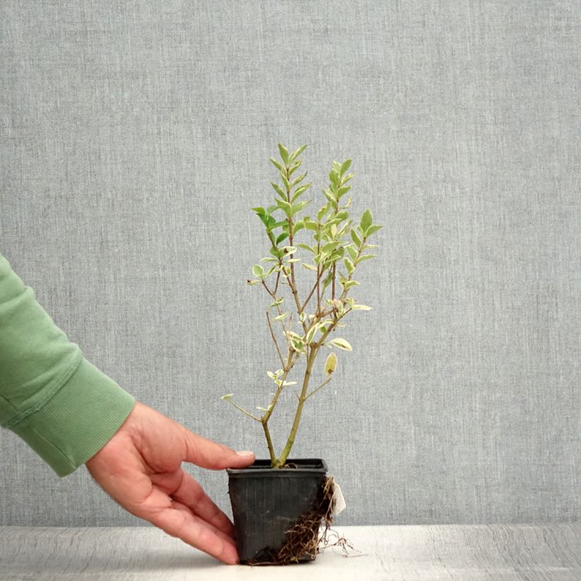 Esemplare di Ligustrum ovalifolium Argenteum - Ligustro a foglie ovali Vasetto da 8/9 cm consegnato in estate