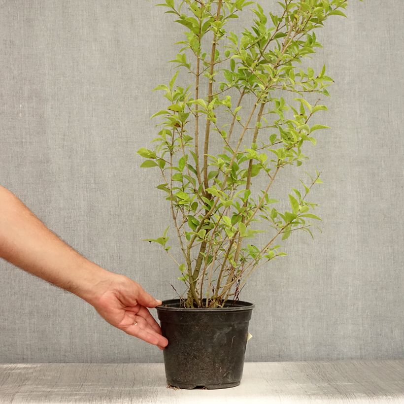 Esemplare di Ligustrum ovalifolium Lemon Lime - Ligustro a foglie ovali Vaso da 2L/3L consegnato in estate