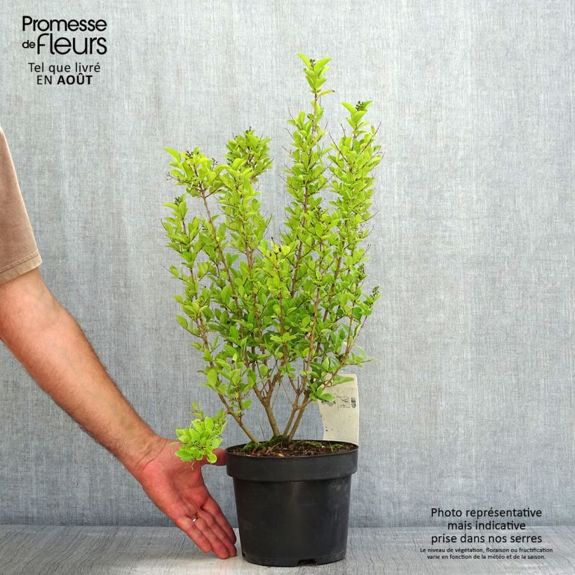 Esemplare di Ligustrum ovalifolium Green Diamond - Ligustro a foglie ovali Vaso da 2L/3L consegnato in estate