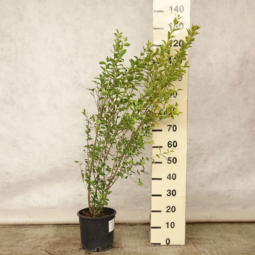 Esemplare di Ligustrum ovalifolium Aureum - Ligustro a foglie ovali Vaso da 7,5L/10L consegnato in estate