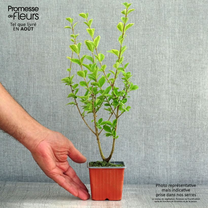 Esemplare di Ligustrum ovalifolium Aureum - Ligustro a foglie ovali Vasetto da 8/9 cm consegnato in estate