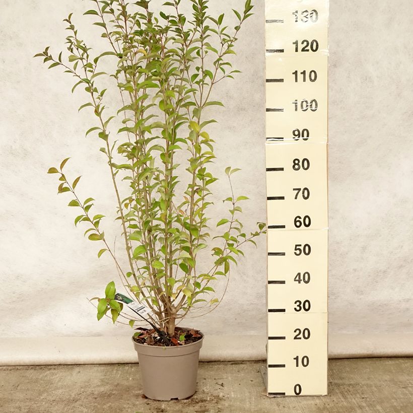 Esemplare di Ligustrum japonicum - Ligustro giapponese Vaso da 7,5L/10L consegnato in estate