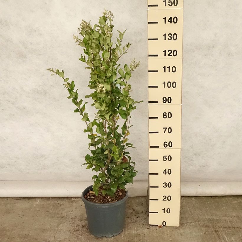 Esemplare di Ligustrum japonicum Texanum - Ligustro giapponese Vaso da 7,5L/10L consegnato in estate