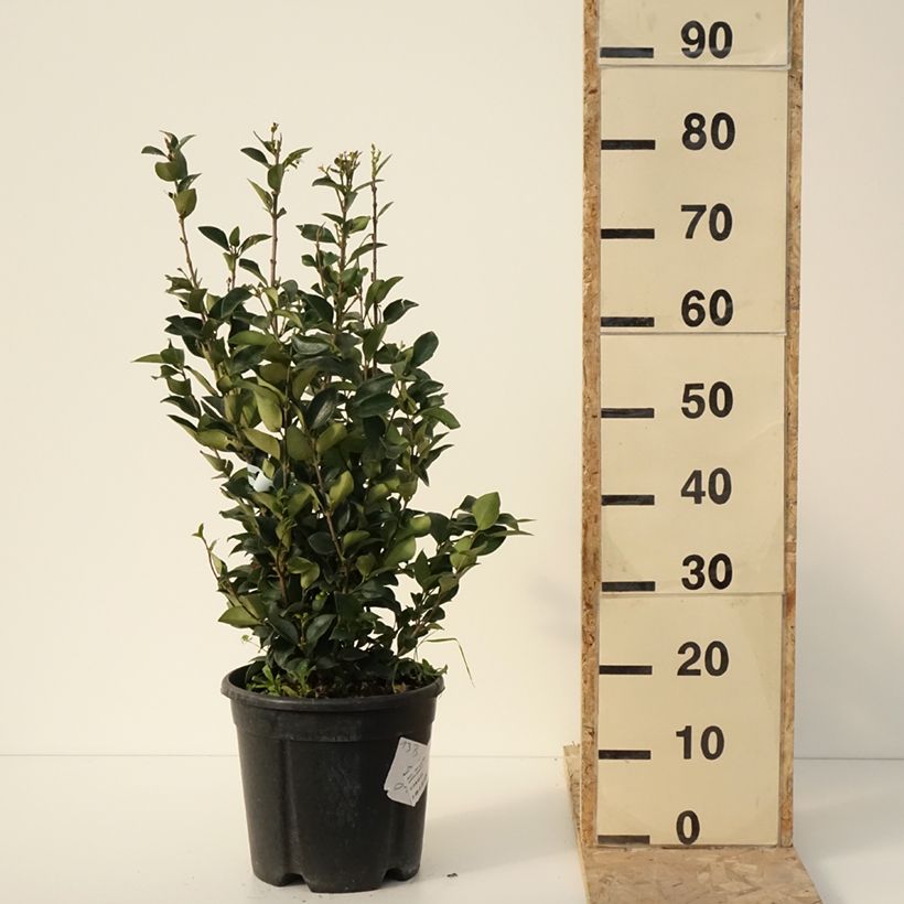 Ligustrum japonicum Texanum - Ligustro giapponese Vaso da 7,5L/10LAltezza consegnata circa 80/+cm esemplare consegnato in inverno