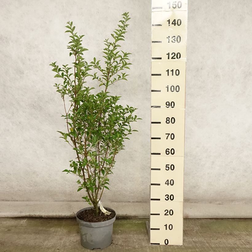 Esemplare di Ligustrum ovalifolium - Ligustro a foglie ovali Vaso da 7,5L/10L consegnato in estate