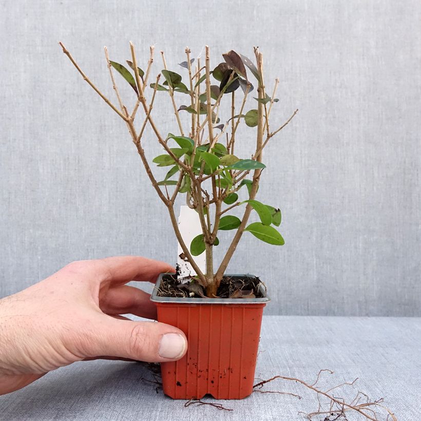 Ligustrum ovalifolium - Ligustro a foglie ovali Vasetto da 8/9 cm esemplare consegnato in inverno