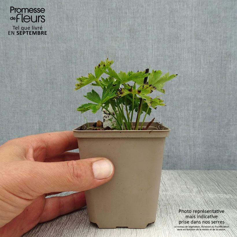 Esemplare di Trollius europaeus - Botton d'oro Vasetto da 8/9 cm consegnato in estate