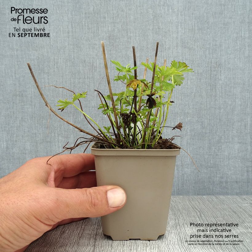 Esemplare di Trollius pumilus Vasetto da 8/9 cm consegnato in estate