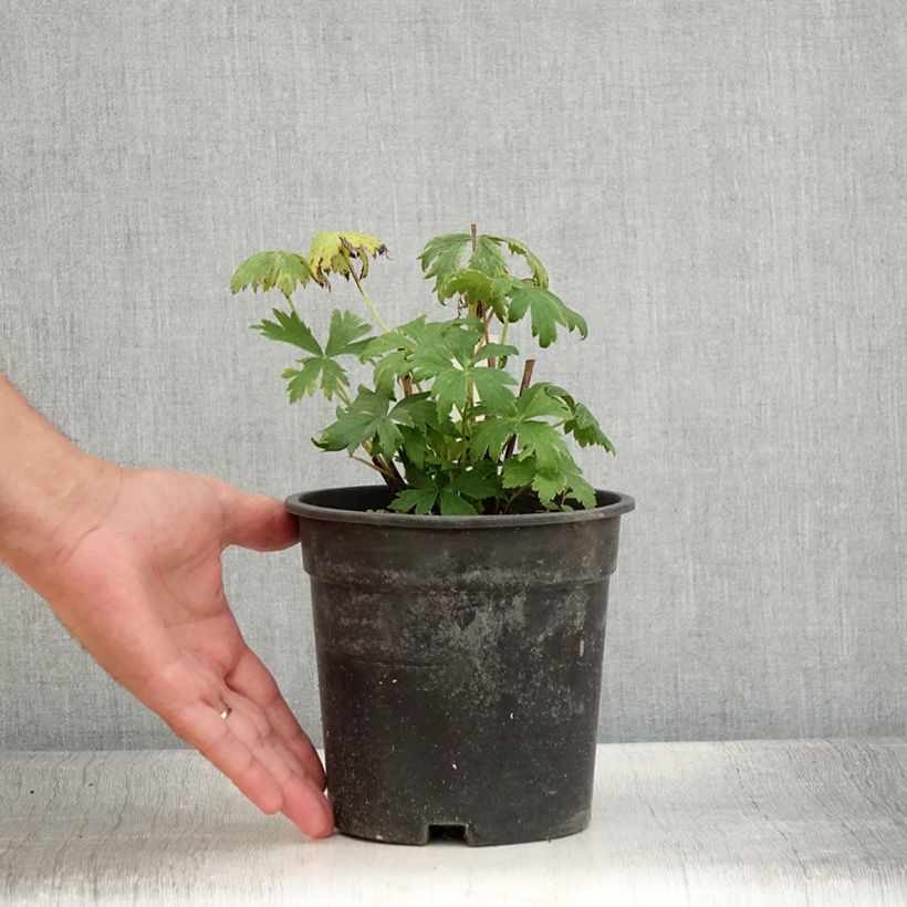 Esemplare di Trollius chinensis Golden Queen Vaso da 2L/3L consegnato in estate