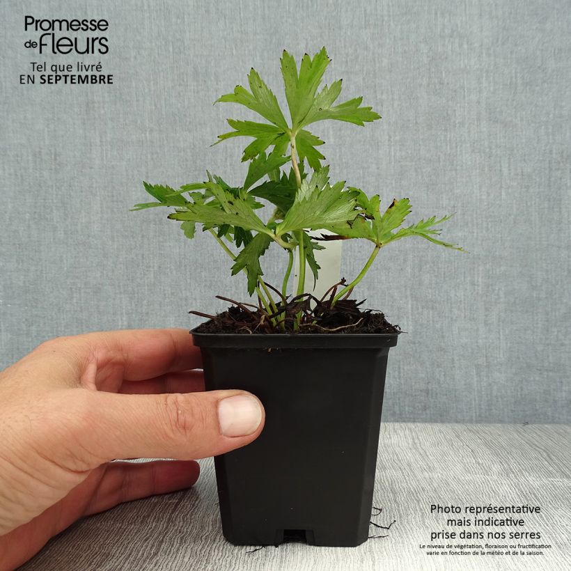 Esemplare di Trollius Lemon Queen Vasetto da 8/9 cm consegnato in estate