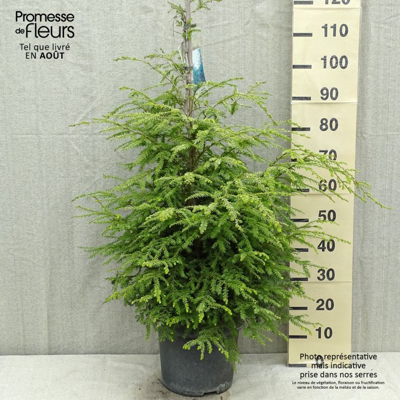 Esemplare di Tsuga canadensis Vaso da 3L/4L consegnato in estate