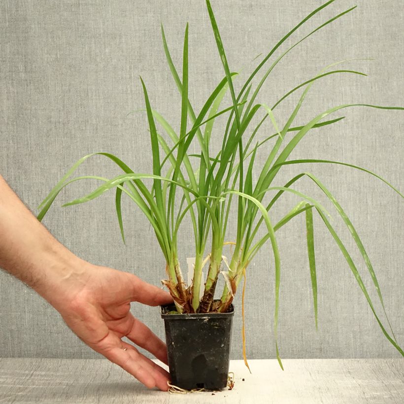 Esemplare di Tulbaghia cominsii Violacea Vasetto da 8/9 cm consegnato in estate