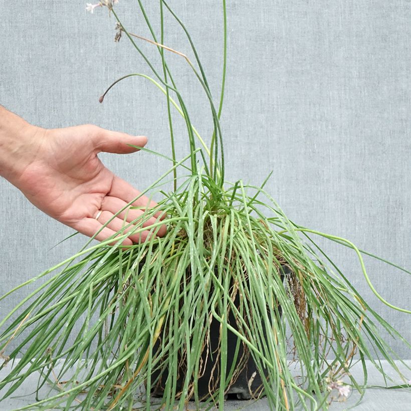 Esemplare di Tulbaghia Fairy Star Vaso da 3L/4L consegnato in estate