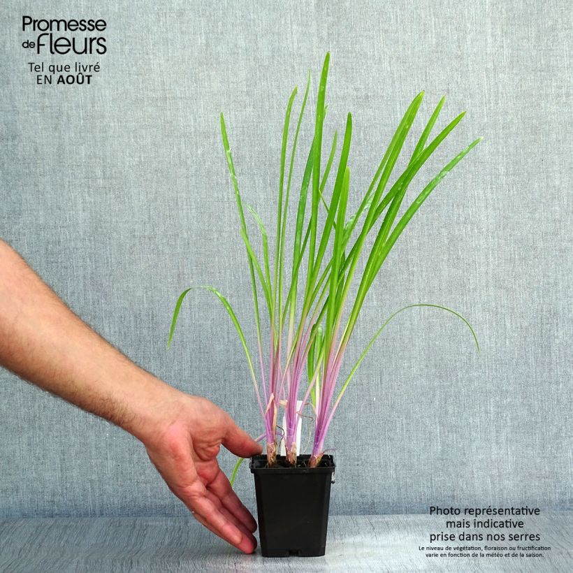 Esemplare di Tulbaghia violacea Flamingo Vasetto da 8/9 cm consegnato in estate
