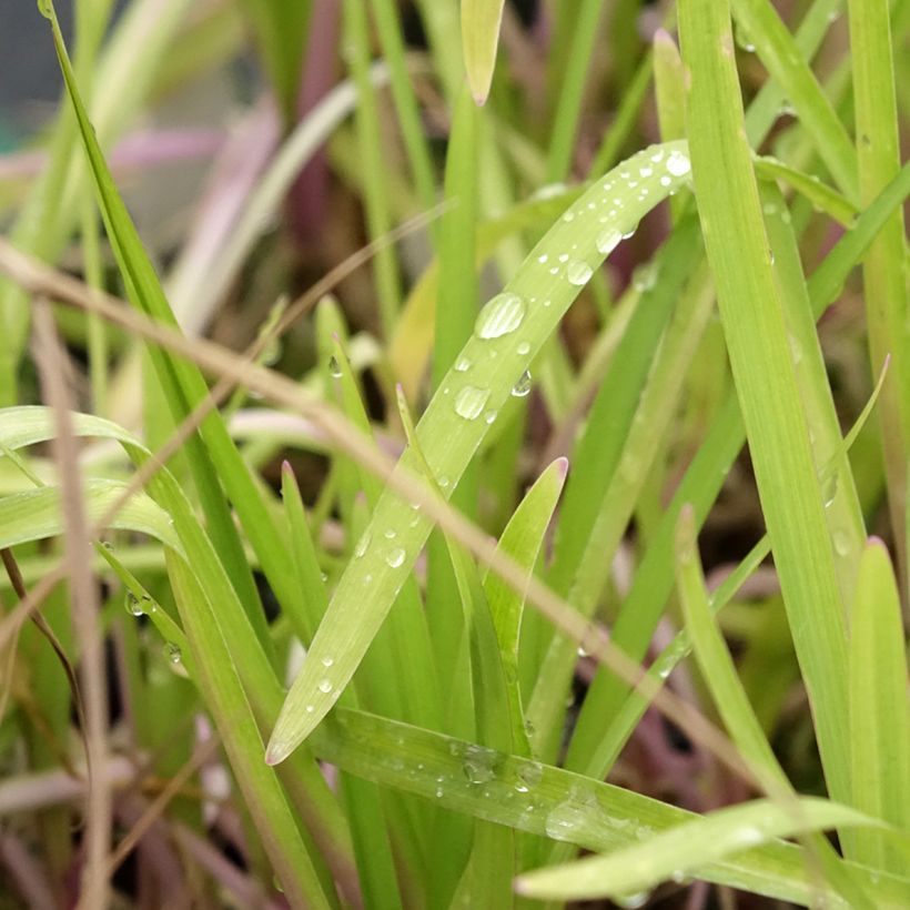 Tulbaghia violacea Flamingo (Fogliame)