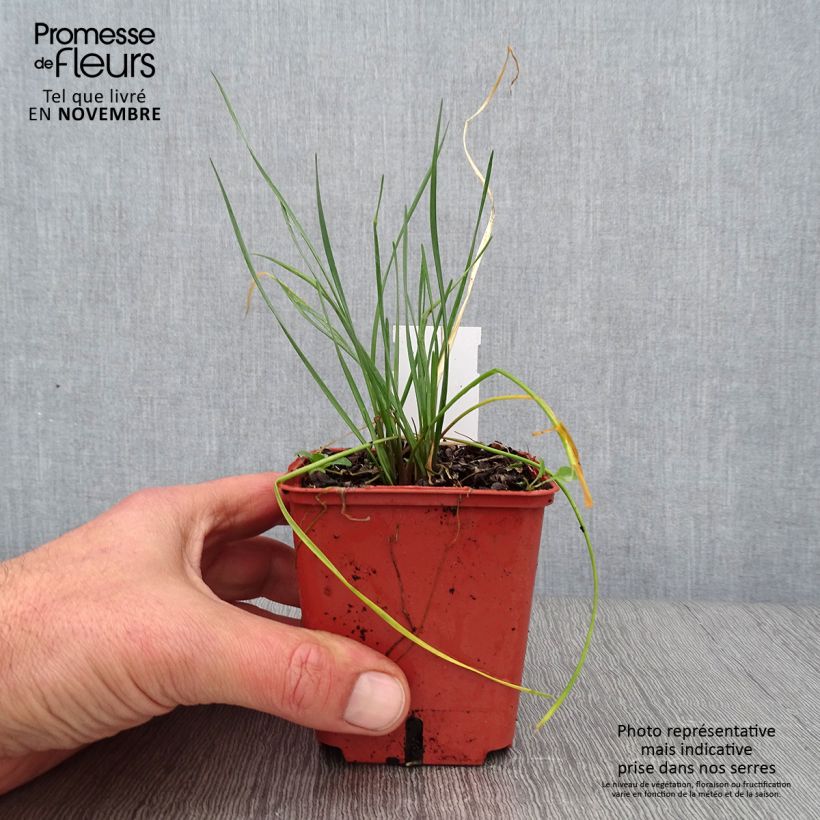 Esemplare di Tulbaghia violacea Purple Eye Vasetto da 8/9 cm come consegnato in autunno