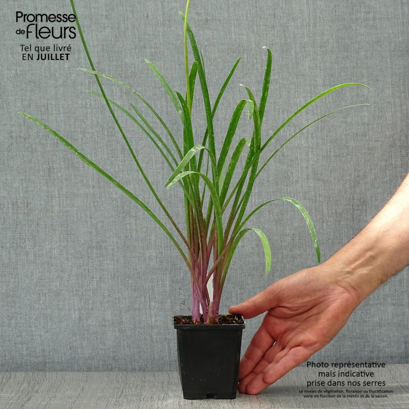 Esemplare di Tulbaghia violacea KIlimanjaro Vasetto da 8/9 cm consegnato in estate