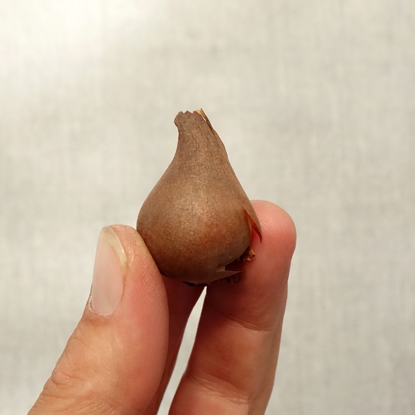 Esemplare di Tulipano acuminata - Tulipano botanico Bulbo taglia 8+ come consegnato in autunno