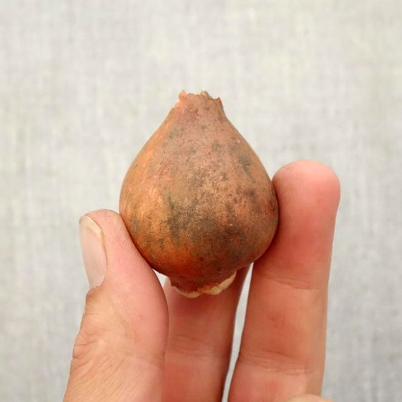 Esemplare di Tulipano greigii Plaisir Bulbo taglia 12+ come consegnato in autunno