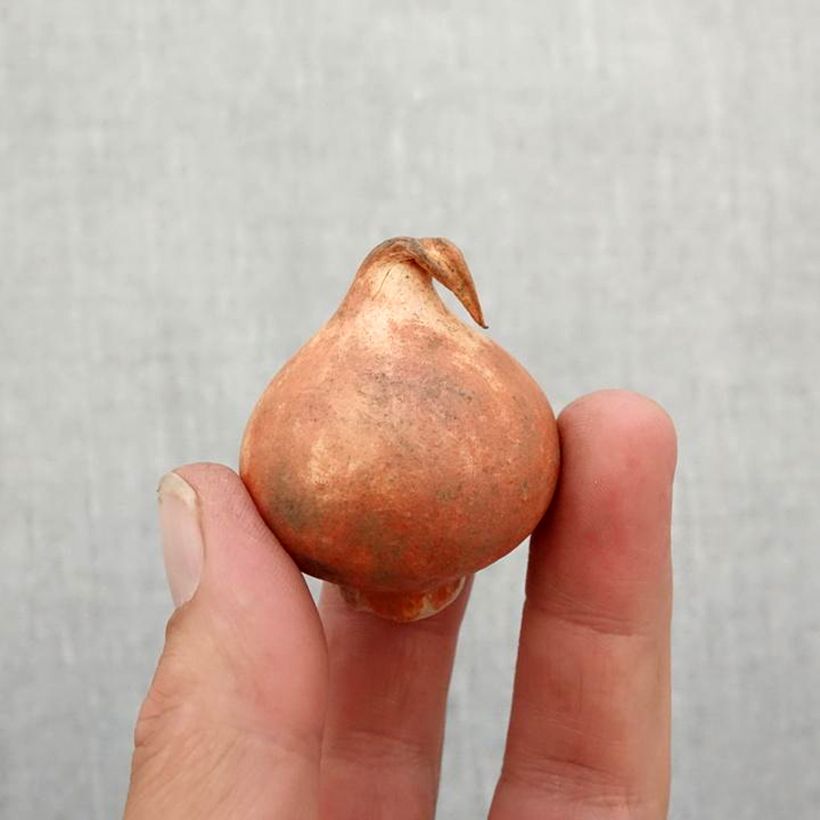 Esemplare di Tulipano kaufmanniana Early Harvest Bulbo taglia 11+ come consegnato in autunno