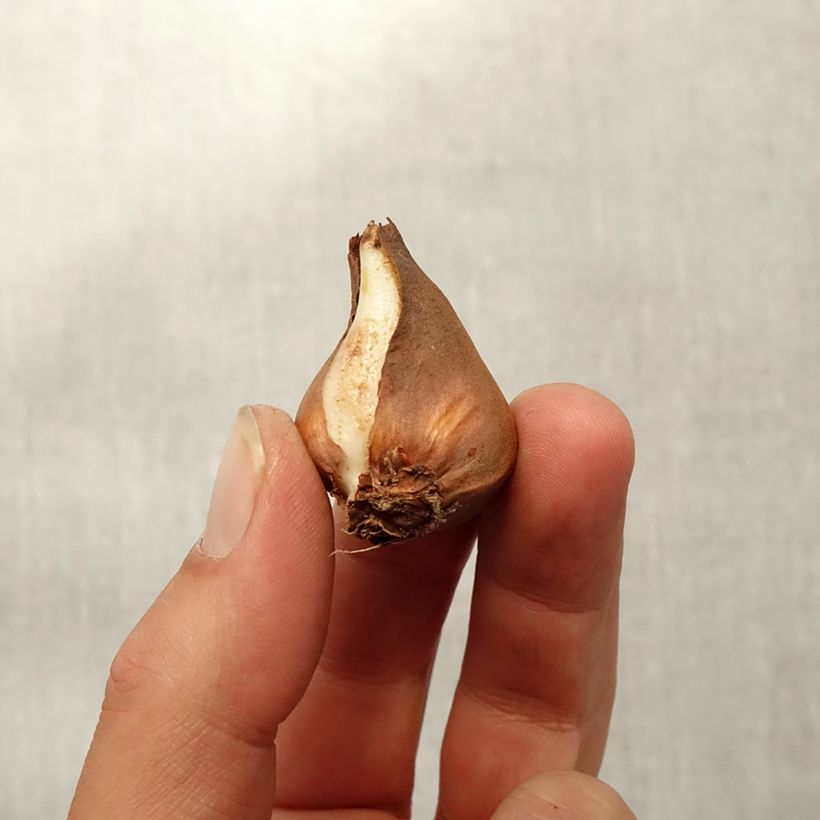 Esemplare di Tulipano schrenkii - Tulipano selvatico Bulbo taglia 8+ come consegnato in autunno