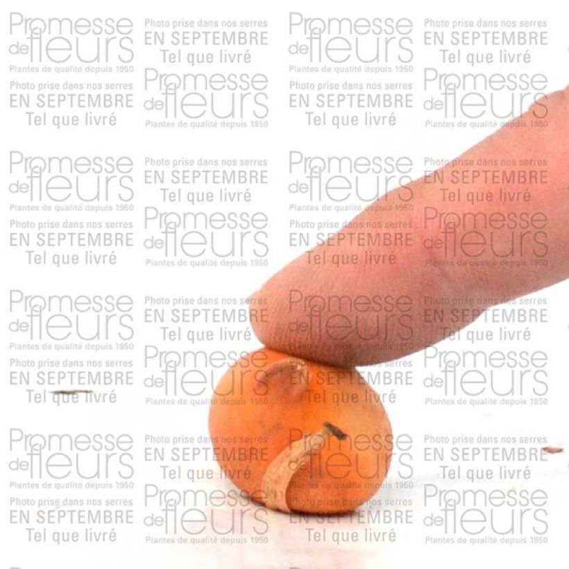 Esempio di esemplare Tulipano tarda - Tulipano botanico Bulbo taglia 6+ come consegnato