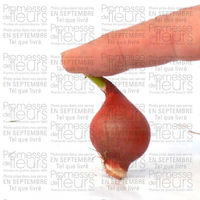 Esempio di esemplare Tulipano turkestanica - Tulipano selvatico Bulbo taglia 6+ come consegnato