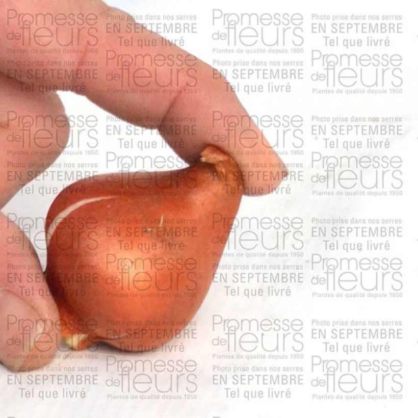Esempio di esemplare Tulipano fosteriana Sweetheart Bulbo taglia 11/12 come consegnato
