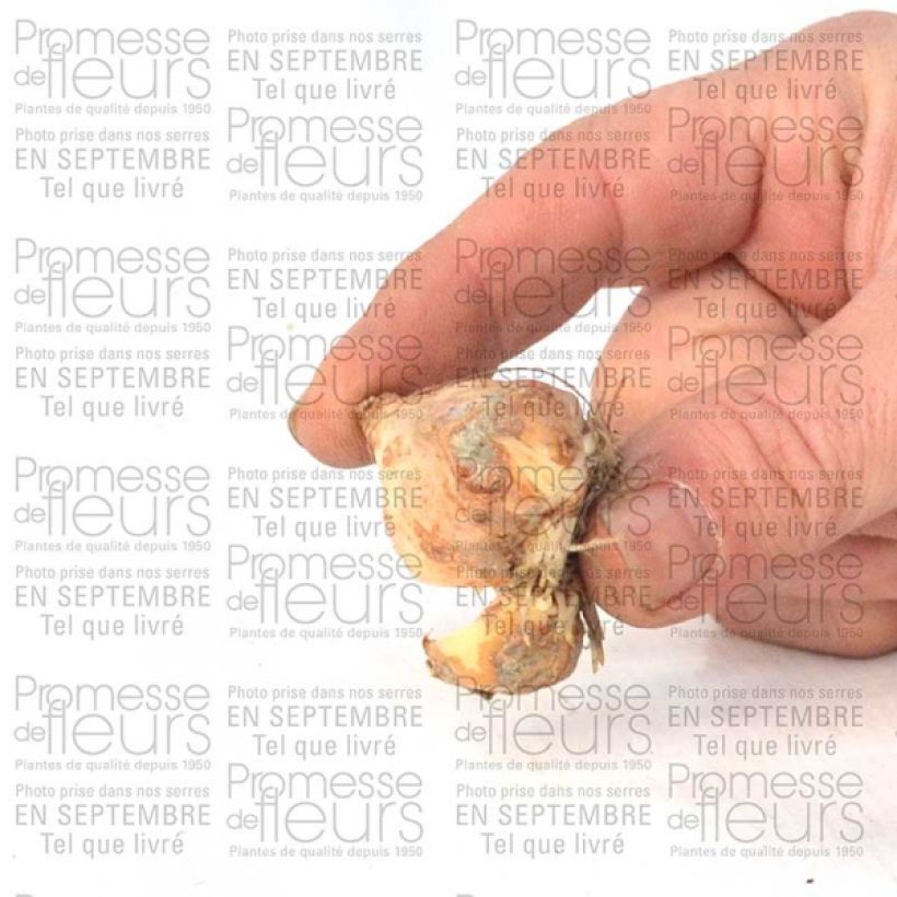 Esempio di esemplare Tulipano fosteriana Yellow Purissima Bulbo taglia 12+ come consegnato
