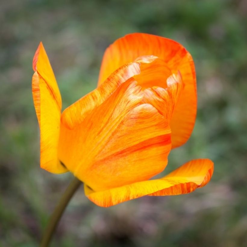 Tulipano Generaal De Wet (Fioritura)
