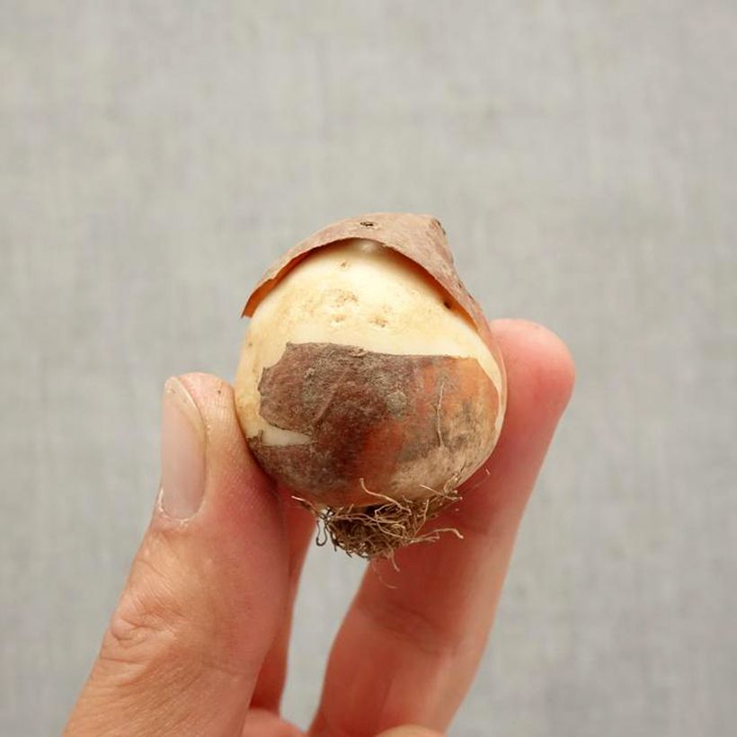 Esemplare di Tulipano Trionfo Amsterdam Bulbo taglia 12+ come consegnato in autunno