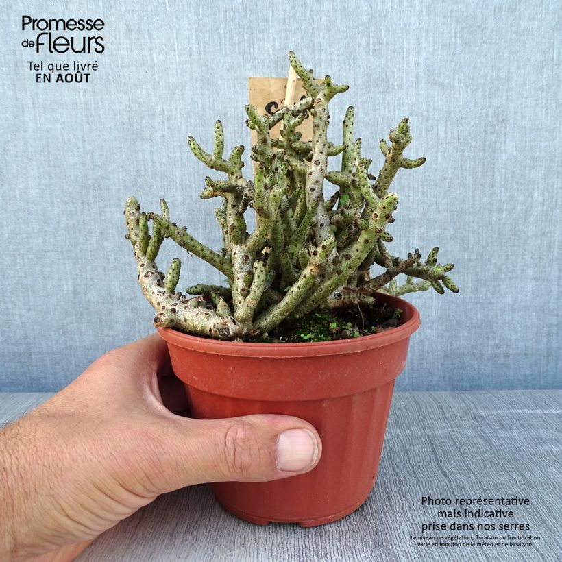 Esemplare di Tylecodon bucholzianus Vaso da Ø 12 cm / 13 cm consegnato in estate