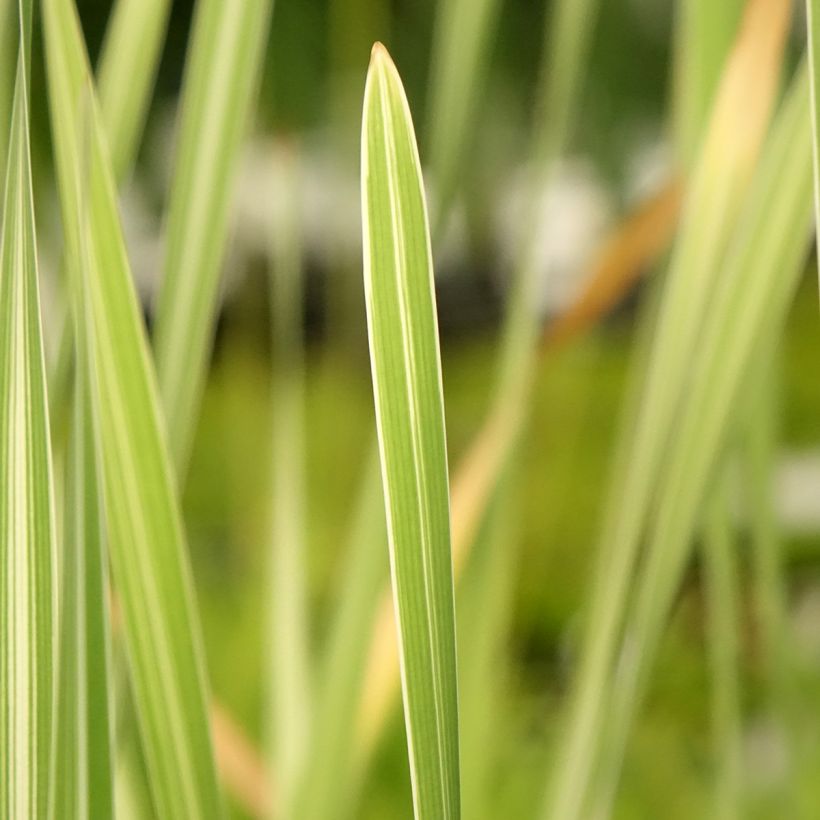 Typha latifolia Variegata - Lisca maggiore (Fogliame)