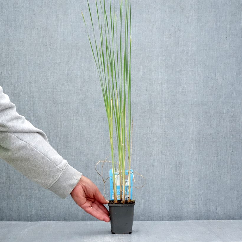 Esemplare di Typha laxmannii - Lisca di Laxmann Vasetto da 8/9 cm consegnato in estate