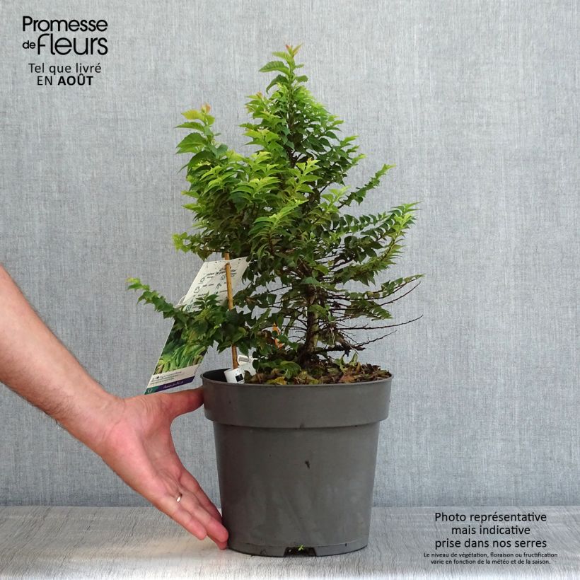 Esemplare di Ulmus hollandica Jacqueline Hillier - Olmo nano Vaso da 4L/5L consegnato in estate