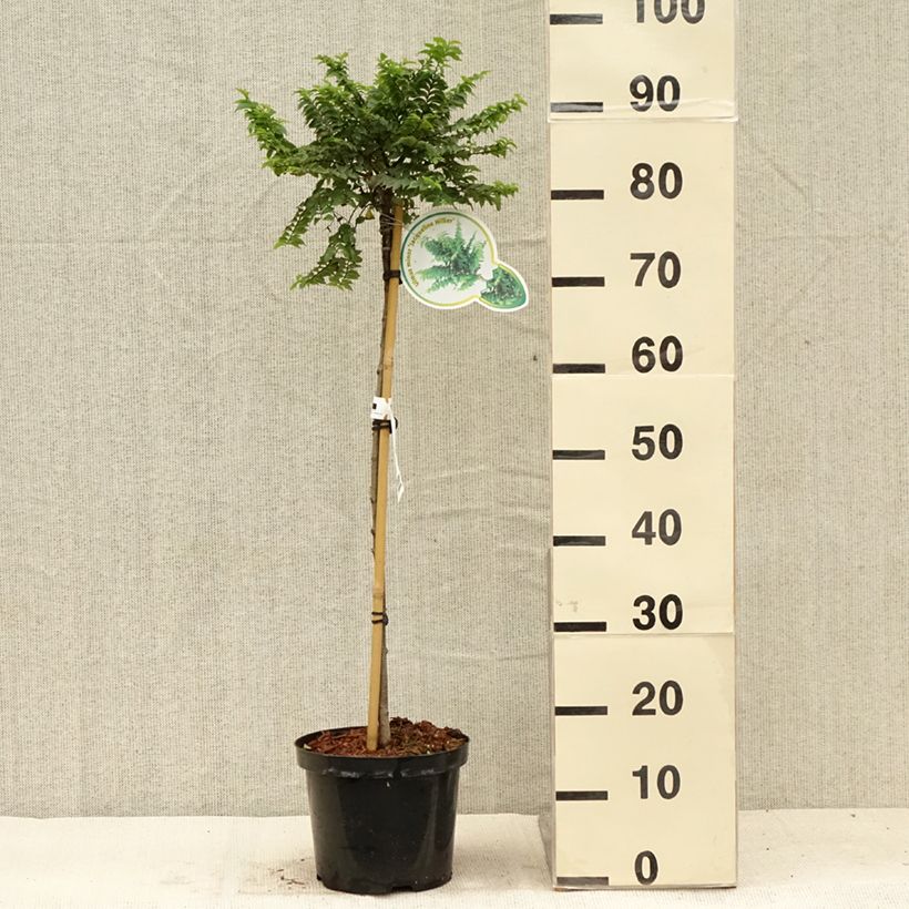 Esemplare di Ulmus hollandica Jacqueline Hillier - Olmo nano Vaso da 4L/5L consegnato in estate