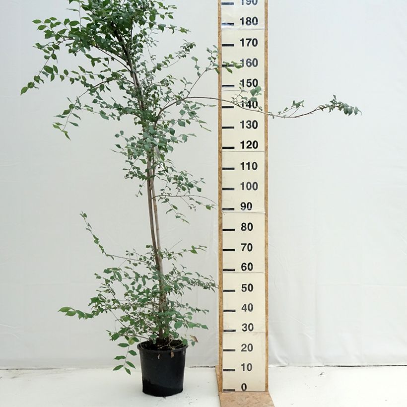 Esemplare di Ulmus minor - Olmo comune Vaso da 7,5L/10L consegnato in estate