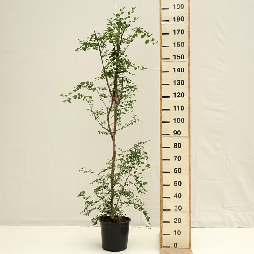 Ulmus minor - Olmo comune Vaso da 7,5L/10L esemplare consegnato in primavera